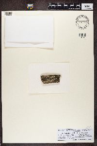 Xylographa vitiligo image