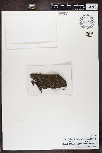 Acarospora fuscata image