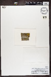 Athallia pyracea image