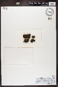 thumbnail image of current specimen