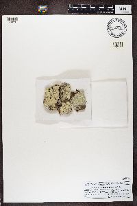 Lecanora thysanophora image