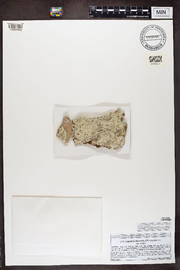 Lepraria eburnea image