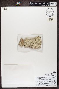 Media resource of Lepraria eburnea