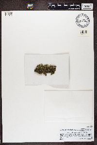 Normandina pulchella image