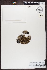 Platismatia glauca image