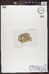 Thelotrema lepadinum image