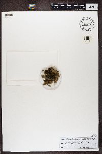 Bacidia rubella image