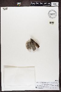 Calicium glaucellum image