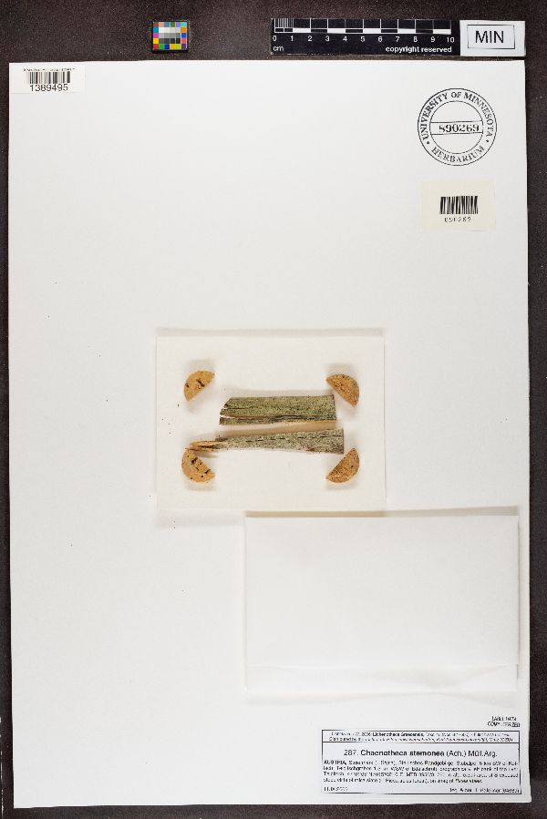 Chaenotheca stemonea image