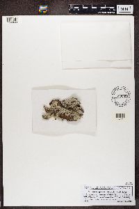 Imshaugia aleurites image