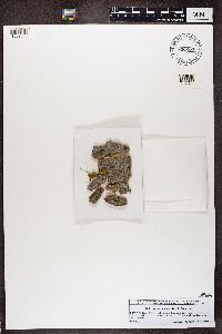 Lecanora sambuci image