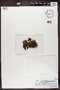 Micarea melaena image