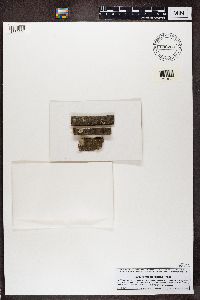 Media resource of Rinodina glauca