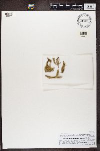 Usnea amblyoclada image