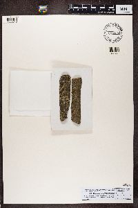 Candelariella vitellina image