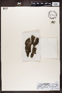 Hyperphyscia adglutinata image