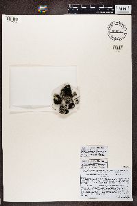 Lepraria neglecta image