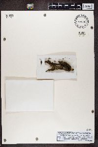 Melanohalea exasperatula image