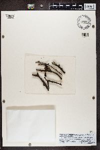 Melanohalea septentrionalis image