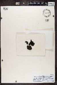 Parmeliella triptophylla image