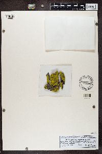 Pleopsidium flavum image