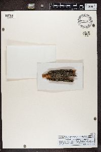 Ramboldia stuartii image