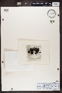 Rinodina turfacea image