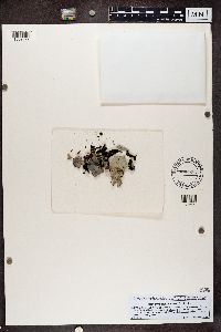 Umbilicaria vellea image