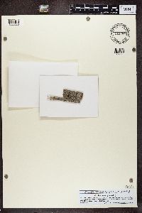 Lecidea turgidula image