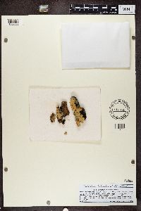 Lobaria quercizans image