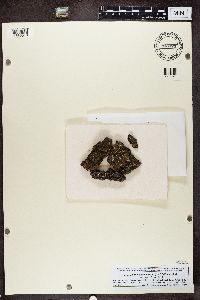 Image of Melanelixia albertana