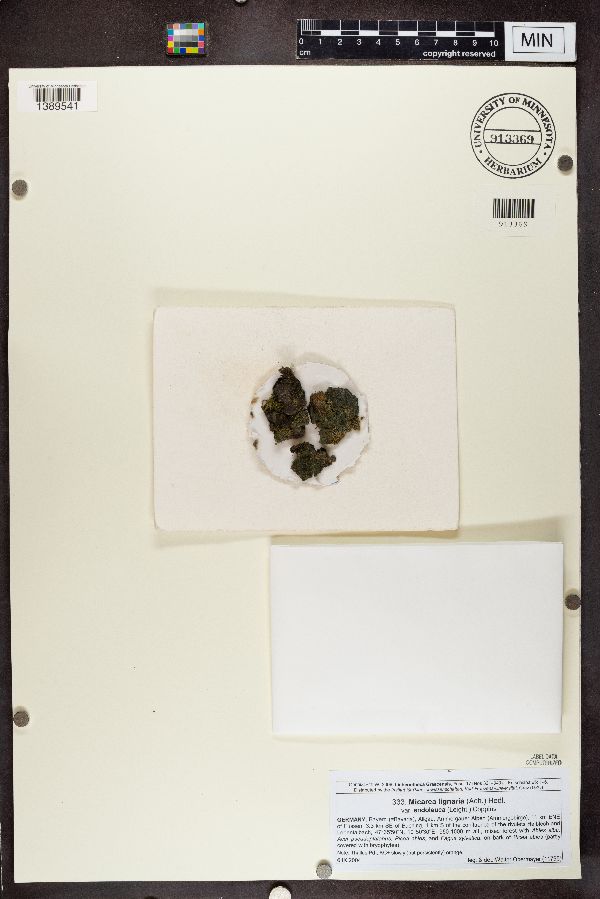 Micarea lignaria var. endoleuca image