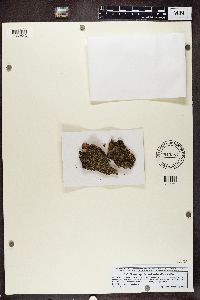 Phaeophyscia pusilloides image