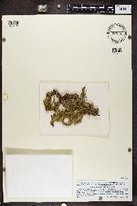 Ramalina fraxinea image