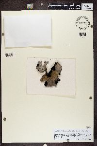 Umbilicaria vellea image