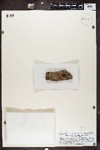 Media resource of Alyxoria varia