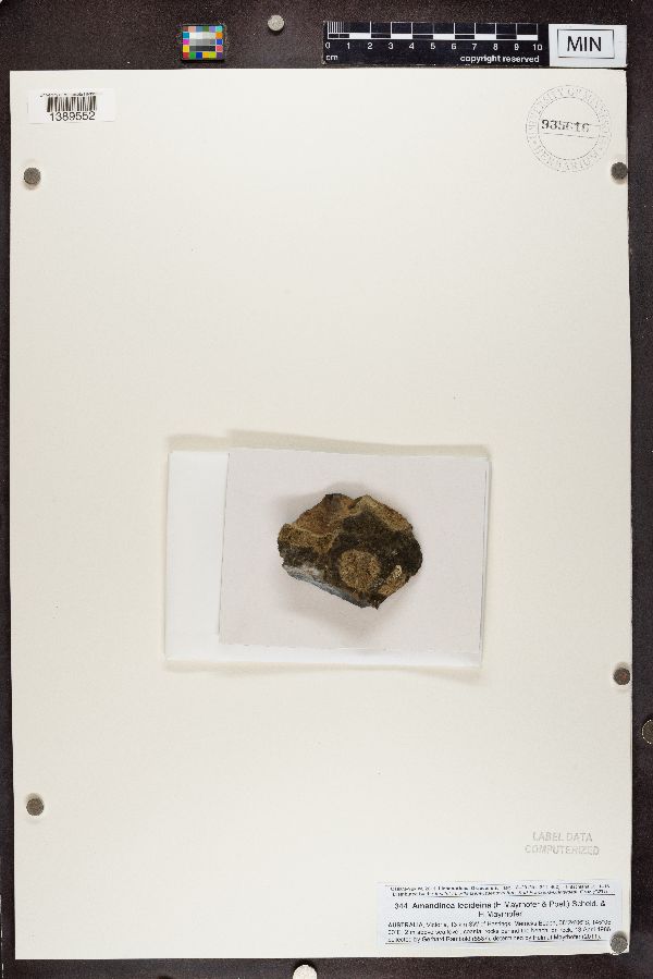 Amandinea lecideina image