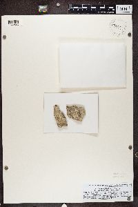Biatora globulosa image