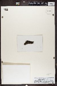 Caloplaca cerina image