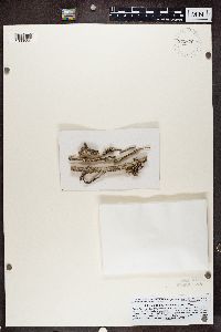 Caloplaca herbidella image