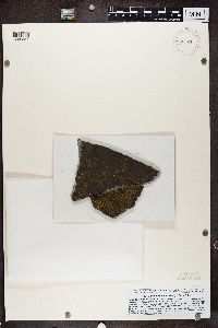 Candelariella aurella image