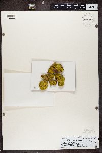 Chrysothrix candelaris image