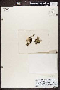 Cladonia fimbriata image