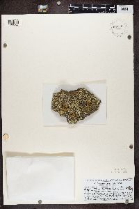 Dimelaena oreina image