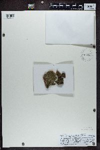 Hyperphyscia adglutinata image