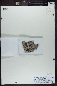 Lecanactis abietina image