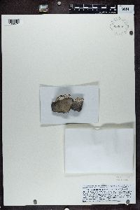 Lecanora marginata image