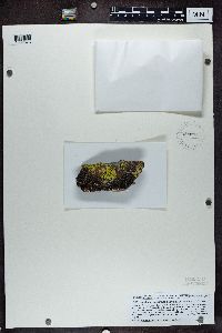 Lecidea atrobrunnea image