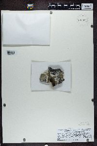 Lecidea umbonata image