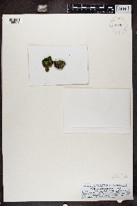 Normandina pulchella image